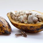A closeup shot of a cut cocoa plant on a white surface
