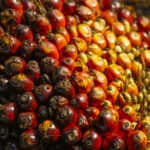 A vertical shot of piled palm kernel oil on the ground - perfect for background